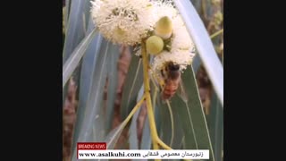 مستند عسل اکالیپتوس 09171397085 خرید عسل اکالیپتوس