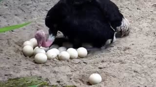 تخم شترمرغ و هر آنچه درباره ی اجزای آن باید بدانید