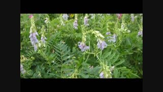 درمان گیاهی دیابت