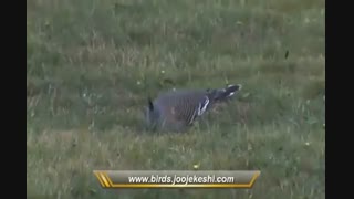 فیلم بسیار زیبایی از انواع پرندگان زینتی