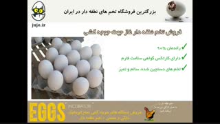 جوجه کشی راحت غاز با تخم های نطفه دار مرغوب