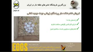 عرضه تخم نطفه دار تمامی طیور زینتی و غیر زینتی