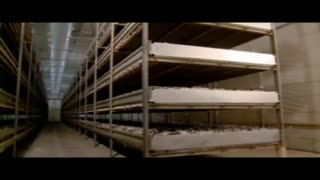 اروم کشاورز-مراحل تولید و پرورش قارچ دکمه ای به روش صنعتی