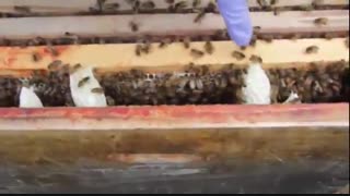 آموزش جامع زنبورداری 02128423118-09130919448-wWw.118File.Com