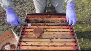 آموزش حرفه ای زنبورداری  02128423118-09130919448-wWw.118File.Com