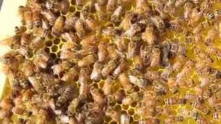 فیلم تلاش و کار و زندگی اجتماعی زنبور عسل