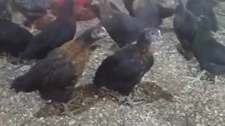 مرغ بلک استار