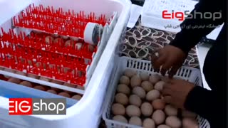 جوجه کشی با دستگاه جوجه کشی خانگی ایزی باتور 2