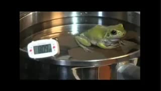 قورباغه آب پز