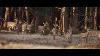 دانلود فیلم Wild 2018 حیات وحش با زیرنویس