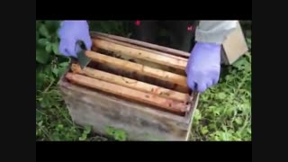 آموزش حرفه ای زنبور داری 02128423118 -09130919448-wWw.118File.Com