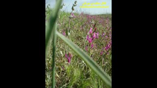 بهار روح نواز دهکده