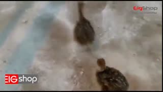 جوجه کشی و پرورش شترمرغ با دستگاه جوجه کشی شترمرغی اسکندری قسمت دوم