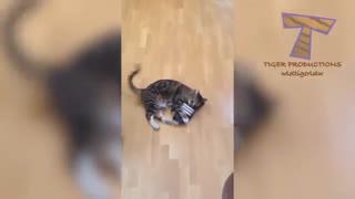 کلیپ خنده دار از حیوانات 1 /Animals Fun