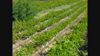 خرید گردو - فروش نهال گردو - نهالستان - نهال گردو