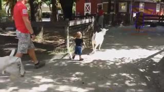 چند اتفاق خنده دار در باغ وحش