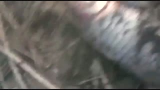 بحران محیط زیستی تالاب هور العظیم بر اثر خشکسالی