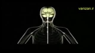 شکاف سیناپسی