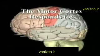 مخ و کارکرد ان