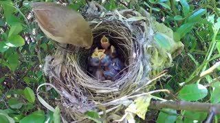 فیلم مستند تخم گزاری و غذا دهی در لانه زیباترین  پرنده جهان در حیات وحش