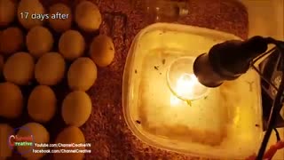 نتیجه تبدیل تخم های نطفه دار به جوجه کشی در خانه