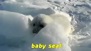 کدوم یکی از همه بامزه تره؟