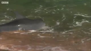 ماهی گیری دلفین ها در ساحل (کی باور میکنه)