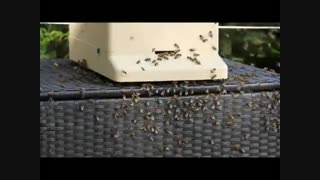 آموزش پرورش زنبور عسل