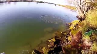 فیلم مستند اموزش پرتاب  قلاب با لنسر و صید ماهی ازاد ( ماهی سالمون)