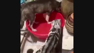 این دوبله رو از دست ندید حق مطلبو ادا کرده