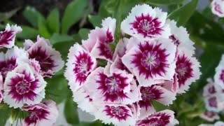 آهنگ غزل : شاعر فردوس اعظم با آوای بانو نجوا