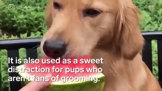 سگ های هندوانه خور