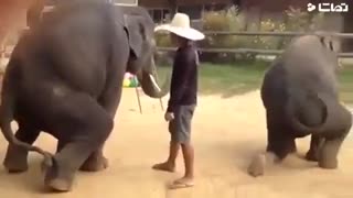 فیل های رقاص