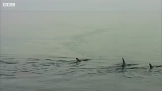 حمله کوسه به خانواده دلفین ها