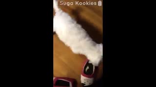 BTS Cute Animals Compilation