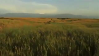 "آتلان" مستندی زیبا در مورد اسب های اصیل ترکمن