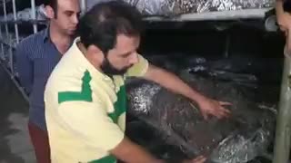 نکات کلیدی در پرورش قارچ