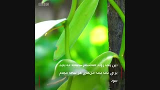 وانیلی که تو بستنی‌ها استفاده میشه وانیل طبیعی نیست!