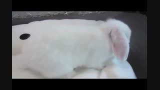 خرگوش ناز