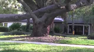 تفاوت کیپاپرها  و  غیر کیپاپرها