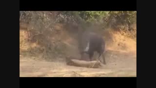 فیلم مستند  حمله شیر به بوفالو در حیات وحش افریقا که شیر بعد از شکست و لت و پار شدن از بوفالو باز هم از رو نمی رود