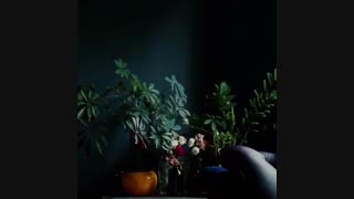 چنگال در تبریز