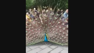 بچه ها برای مسابقه غمگین ترین سکانس کره ای بیاین تو.‌‌..