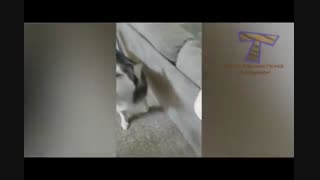 گلایهی گرگها از وضعیت