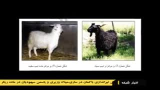 دام های بومی ایران