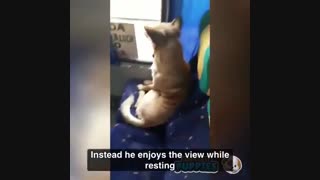 سگی که مثل انسان از اتوبوس شهری  استفاده می کند