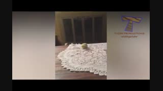 توپ بازی سگ