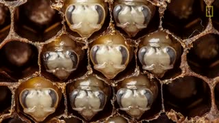 تایم لپس زیبای روند رشد زنبور عسل