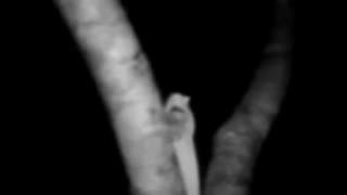 روح جنگل های اندونزی (سرزمین ارواح)