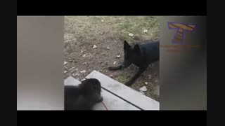 شجاعت سگ